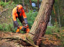 Trusted Pennington, NJ  Tree Services Experts