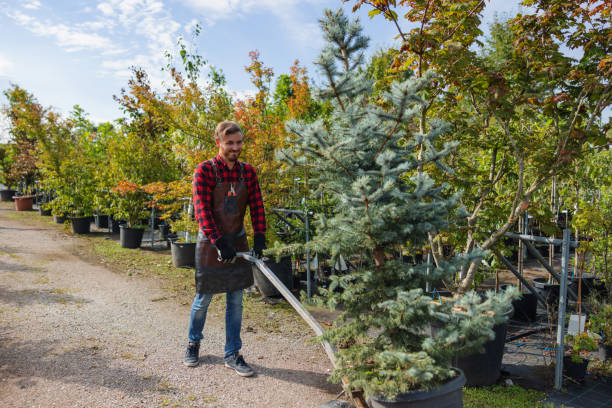 Best Root Management and Removal  in Pennington, NJ